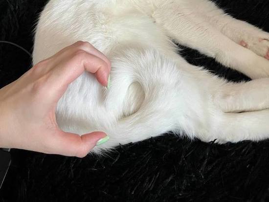 Ветеринар объяснил, почему кошки трутся о ноги людей