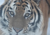 В индийской деревне Кумбхай (Мадхья-Прадеш) тигр напал на 22-летнего мужчину и убил его