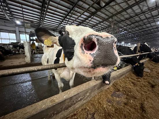 В Подмосковье разработали дополнительные меры поддержки для производителей молочной продукции