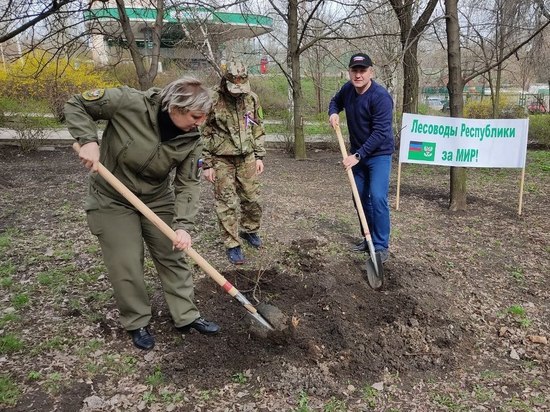 Парк ДМЗ пополнился саженцами берез и сосен