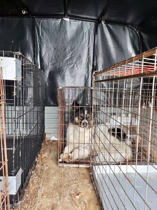 Жители районов Нового Уренгоя выступили против отлова бездомных псов