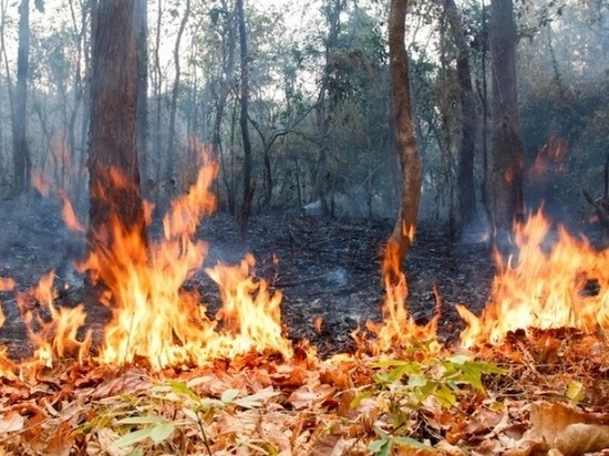 В Томской области более 100 детских лагерей и садоводств находятся в зоне возможных лесных пожаров
