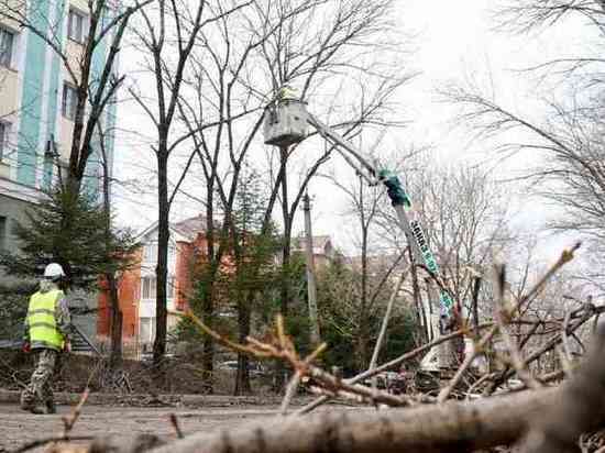 Оздоровительную обрезку деревьев проводят в Биробиджане