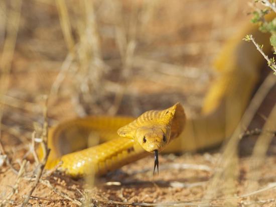 Смертельно ядовитая змея напала на пилота рейса Кейптаун - Претория