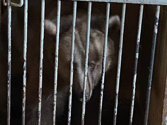 Под Новосибирском волонтёры спасают цирковых медведей от их хозяев