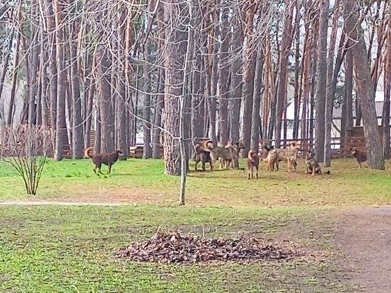 В одном из популярных парков в Воронеже обосновалась стая бродячих псов
