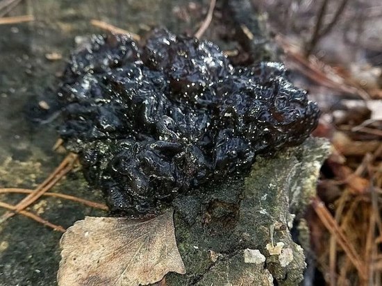 Необыкновенный гриб обнаружили в лесах Московской области