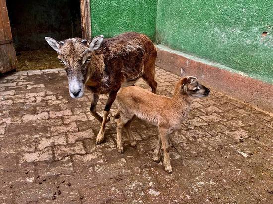 В зоопарке ставропольского парка Победы тройное пополнение