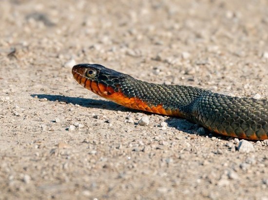 Биолог рассказала как действовать в первые минуты после укуса гадюки