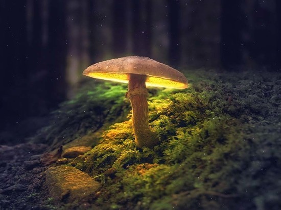 Какие грибы и растения запретили собирать по всей России