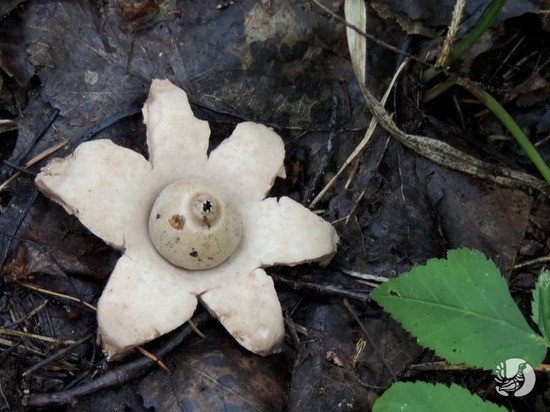В заповеднике Чувашии обнаружили грибы-звезды