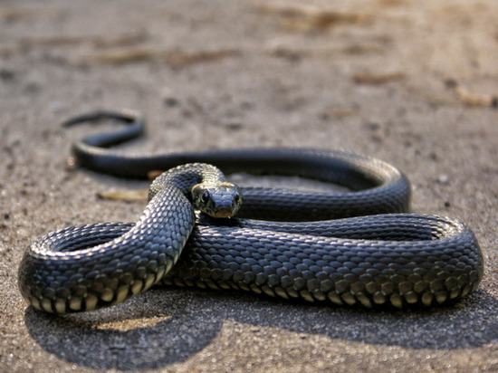 Что делать, если укусила змея: советы зоолога