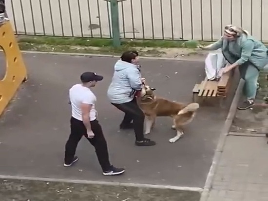 В Новочеркасске собака напала на местную жительницу на детской площадке