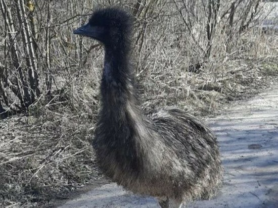 Под Дмитровом страусенок сбежал с фермы