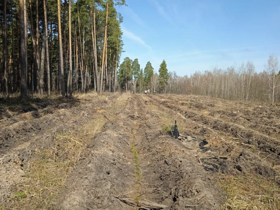 Пензенские лесоводы приступили к восстановлению лесных массивов