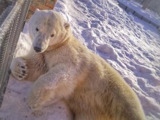 В Большереченском зоопарке Омской области утонула в проруби белая медведица