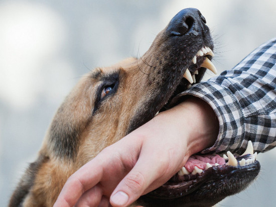 В Астрахани бродячие псы загрызли уже двоих местных жителей