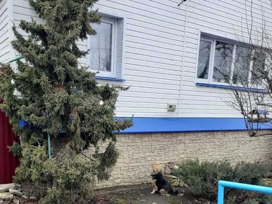 В одном из сёл Тамбовской области орудует «собака-попрошака»