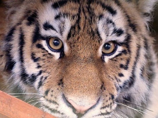 Авиакомпания будет оберегать молодую тигрицу, привезенную из Владивостока