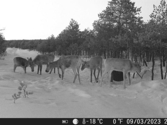 В Новосибирской области стадо северных оленей попало в фотоловушку