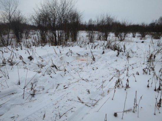 На западе Красноярского края застрелили беременную лосиху