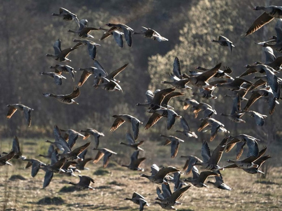 Костромская экология: в этом году перелетные гуси собрались в Кологриве раньше обычного