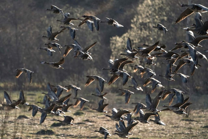 Костромская экология: в этом году перелетные гуси собрались в Кологриве раньше обычного