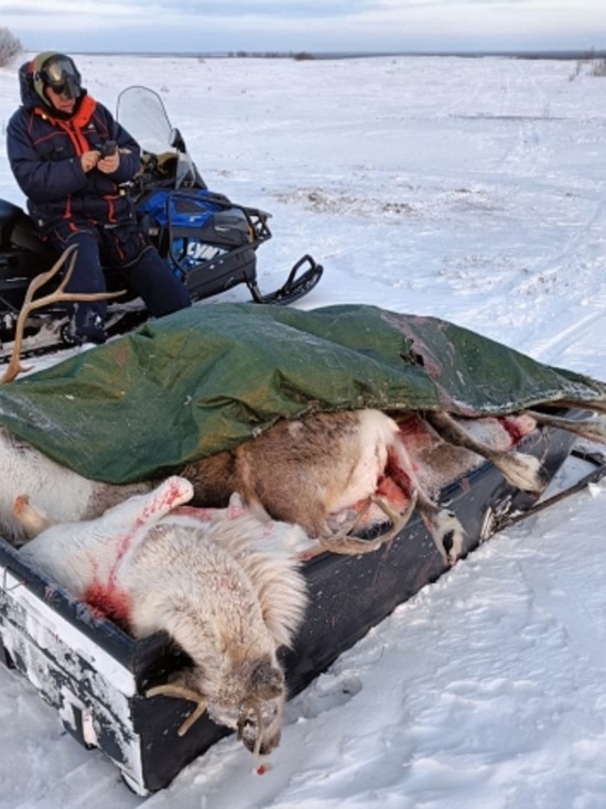 Произошло это в районе озера с названием Голодная Губа