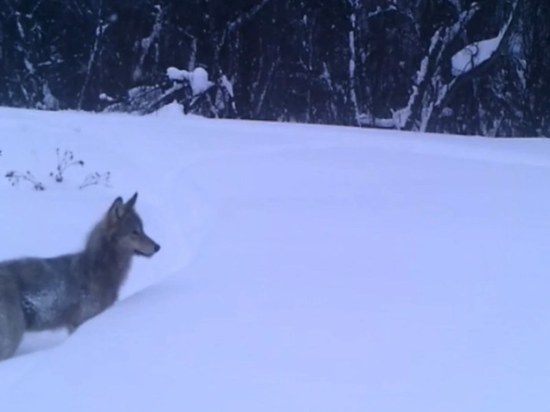 В фотоловушку в Башкирии попал молодой волк