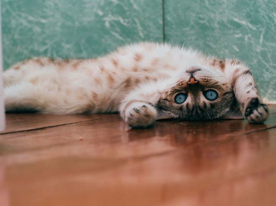 В Красноярске приют для кошек Ozzi Home собирает средства на переезд после потопа