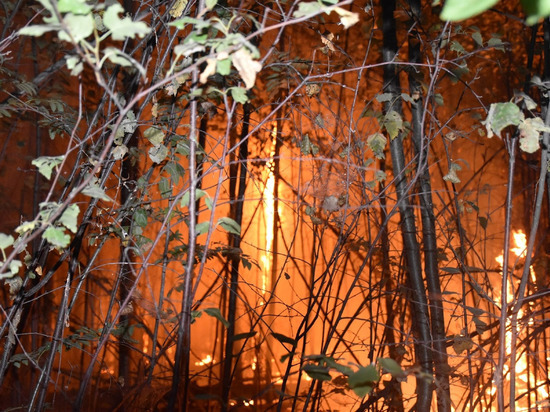 В лесах Марий Эл с 10 апреля запретили жарить шашлыки