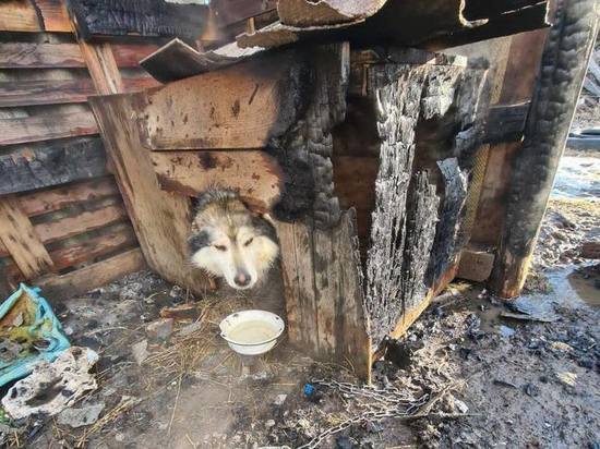 Пожарные спасли прикованного цепью пса из горящей будки в Гатчинском районе