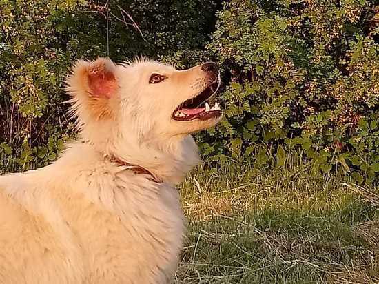 В Тамбовской области обнаружили голодных собак в прицепе