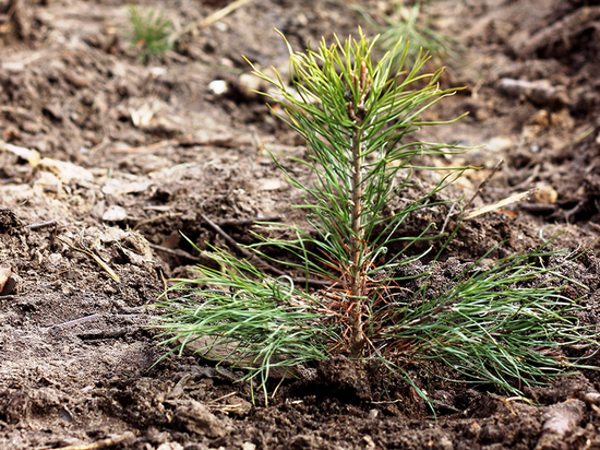 В рамках акции «Сад Памяти» в Липецкой области высадят 738 тысяч новых деревьев