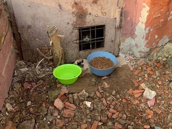 Кошек просто так посадили за решетку в Балашихе