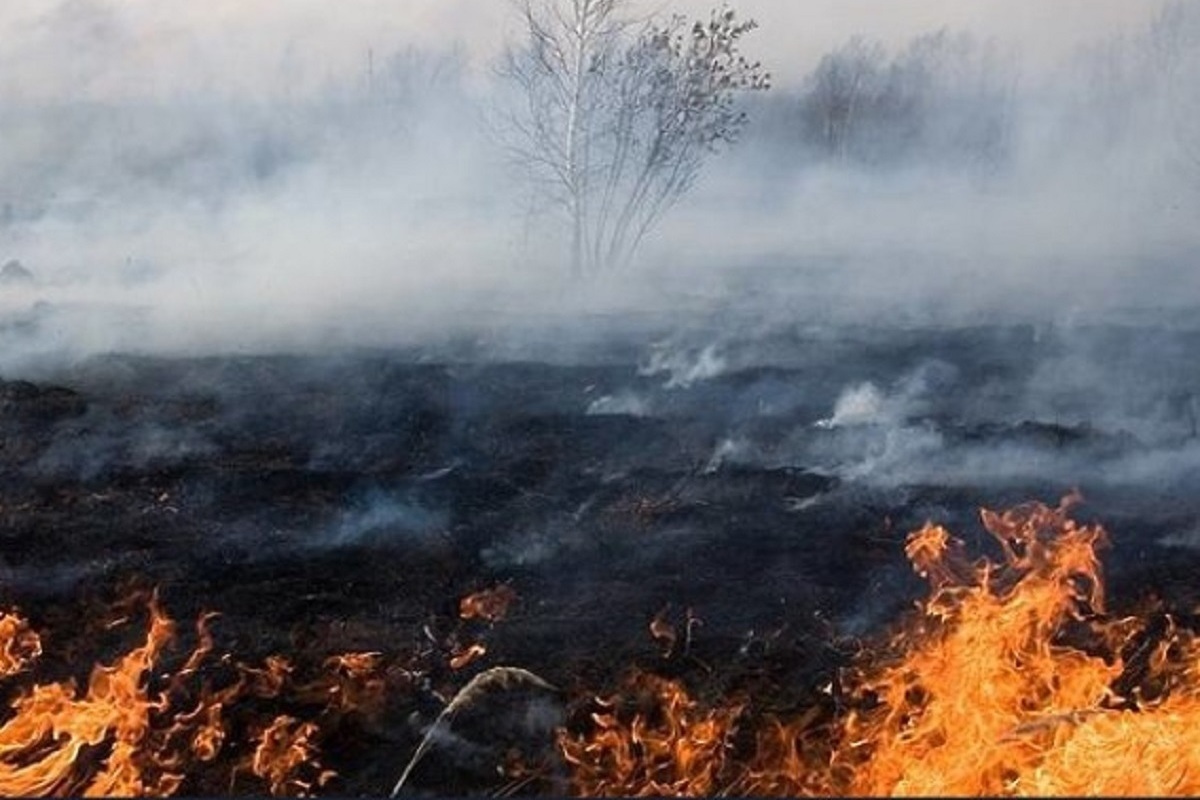 Пал огня. Лесные и степные пожары. Природные пожары. Пожар в поле. Лесной пожар вид сверху.