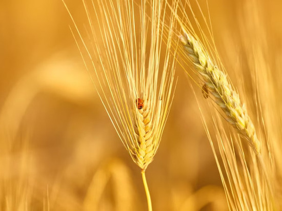 Липецкие аграрии получат бонусы за прошлогодний урожай зерна