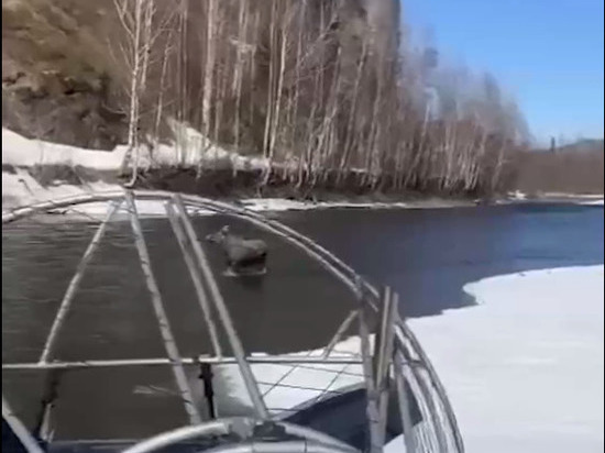 Дальневосточные рыбаки сумели отпугнуть криками  медведя, гнавшегося за лосем