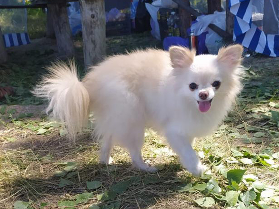 Туда пропустили, обратно не выпустили: нет ветсправки