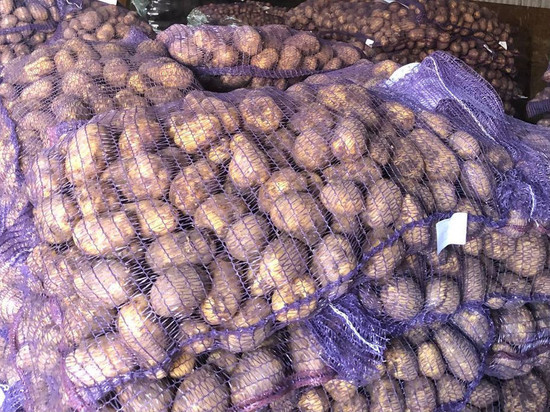 На 100% обеспечено Подмосковье семенами зерновых и картофеля