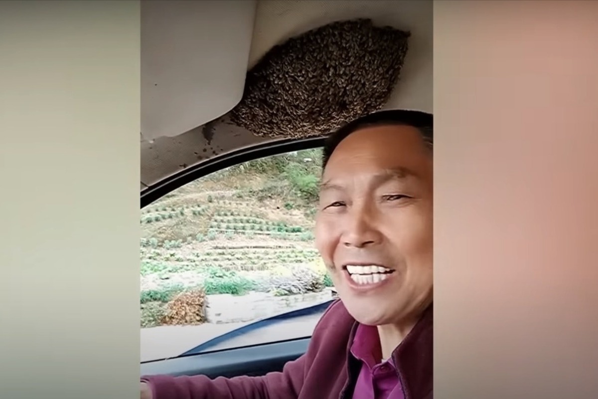 Driving with a swarm of bees in a car, a man became a star