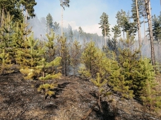 Двое школьников хотели защититься от животных и сожгли лес в Забайкалье