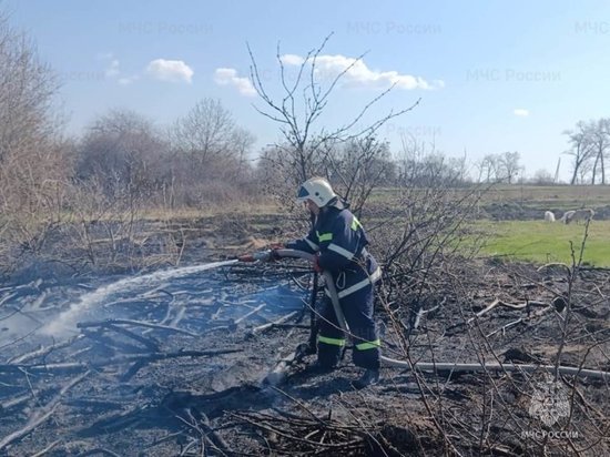 В Курской области с начала года зафиксировано более 400 возгораний сухой травы
