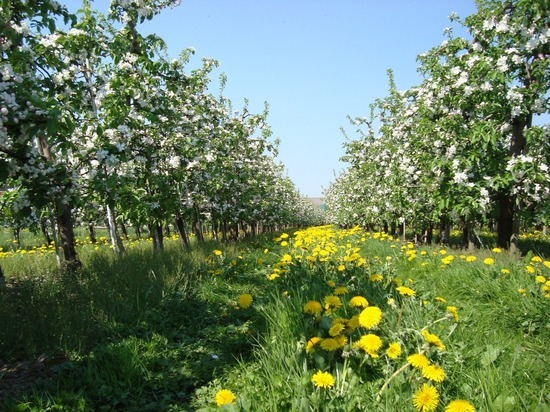 В Орловской области начали выращивать большой сад яблонь