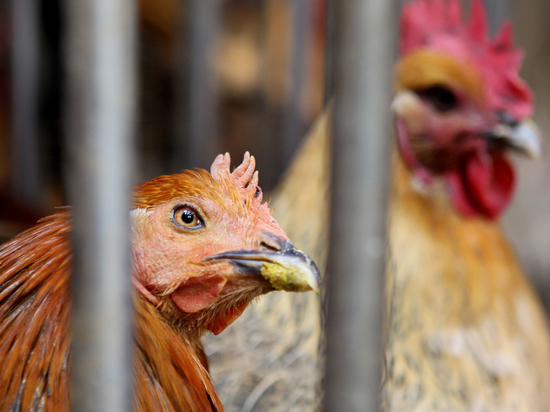 ВОЗ оценила опасность передачи опасного заболевания между людьми