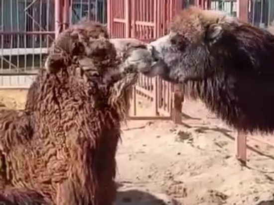 Липецкий зоопарк показал верблюжий поцелуй