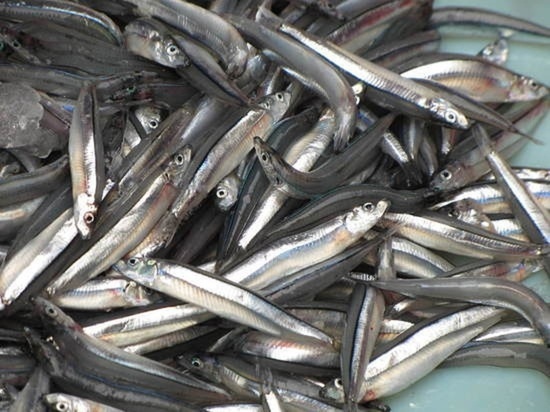 На Орловщине выросло производство рыбной продукции