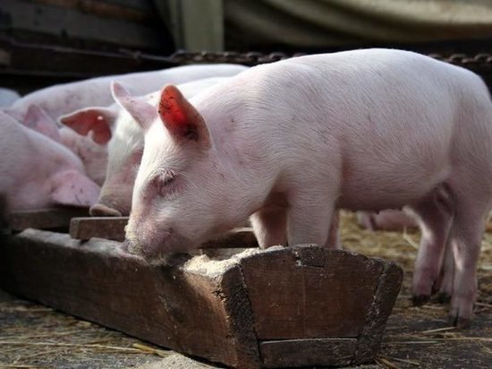 ВСУ уничтожили 179 свиней в российском регионе