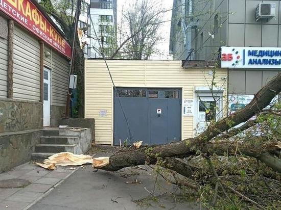 Упавшая ветка на площади 2-й Пятилетки в Ростове оборвала провода ЛЭП
