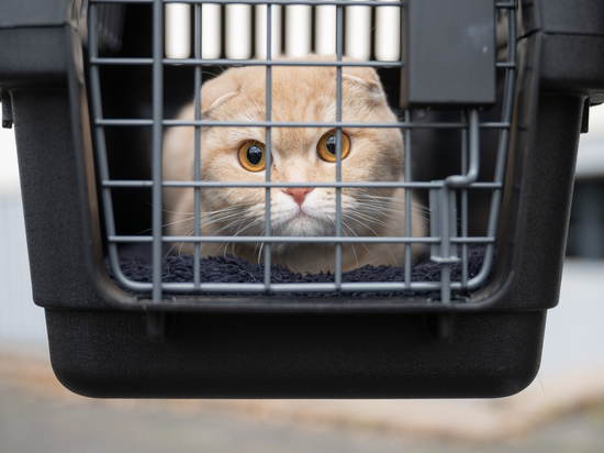 SHOT: у кошки-чемпионки из Московской области отобрали все титулы из-за поддельной родословной